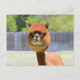 Lustigt Alpaca-vykort Vykort