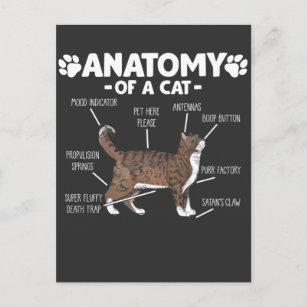 Lustigt anatomi hos en Cat Cute Kattunge Älskare P Vykort