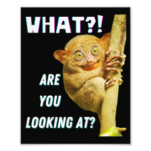 Lustigt Big Eyed Tarsier vad du Tittar på Fototryck