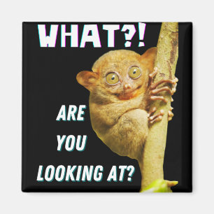 Lustigt Big Eyed Tarsier vad du Tittar på Magnet