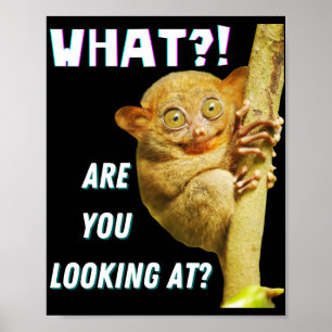 Lustigt Big Eyed Tarsier vad du Tittar på Poster