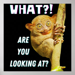Lustigt Big Eyed Tarsier vad du Tittar på Poster