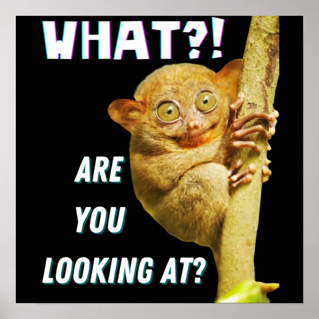 Lustigt Big Eyed Tarsier vad du Tittar på Poster (Framsidan)