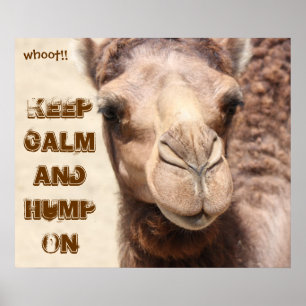 Lustigt Camel Poster Behålla Lugn och Hump On (hor