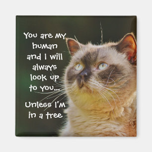 Lustigt Cat Quote, kolla upp dig Magnet