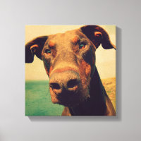 Lustigt Closeup of a Natural Doberman Hund