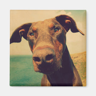 Lustigt Closeup of a Natural Doberman Hund Magnet
