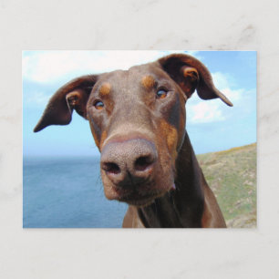 Lustigt Closeup of a Natural Doberman Hund Vykort