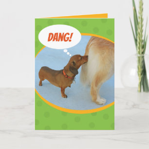 Lustigt Dachshund Sniffing Golden Retriever Butt Kort