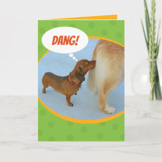 Lustigt Dachshund Sniffing Golden Retriever Butt Kort