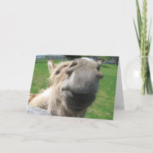 Lustigt Donkey Close Up Kort