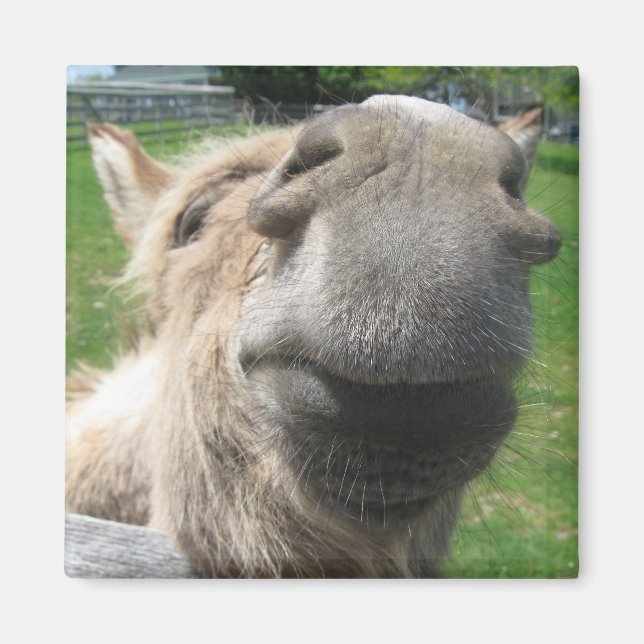 Lustigt Donkey Close Up Magnet (Framsidan)