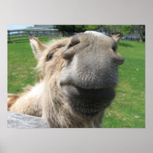 Lustigt Donkey Close Up Poster