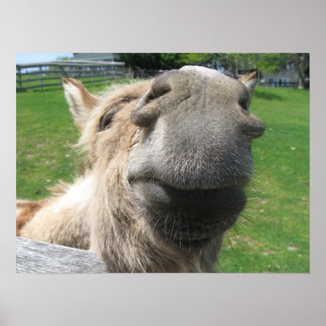 Lustigt Donkey Close Up Poster (Framsidan)