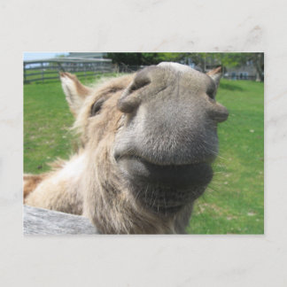 Lustigt Donkey Close Up Vykort