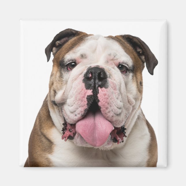 Lustigt engelska bulldog Stickout Tunga Hund Magnet (Framsidan)