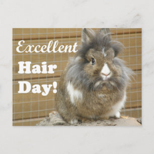 Lustigt "Excellent Hair Day" för kanin. Vykort