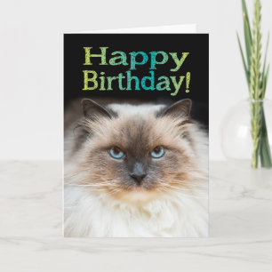 Lustigt Fiety Cat Grattis på födelsedagen Du är i Kort