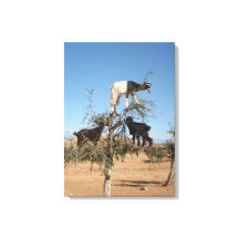 Lustigt getter i träd