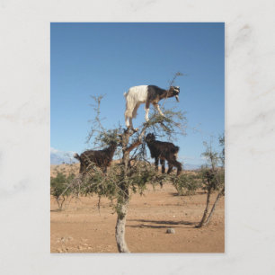 Lustigt getter i träd vykort