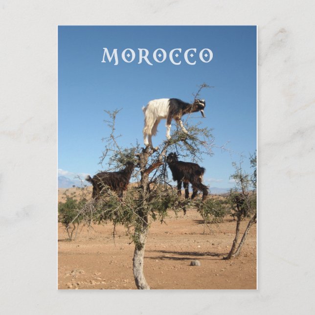 Lustigt getter i träd vykort (Framsida)