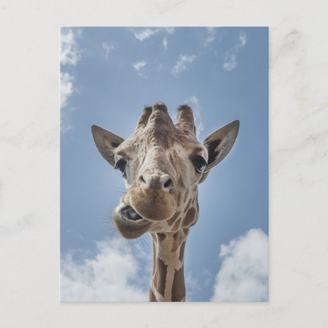 Lustigt Giraffe Ansikte stäng foto Vykort (Framsida)