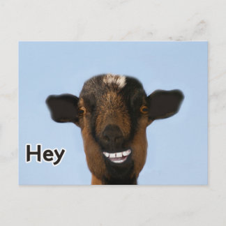 Lustigt Goat Meme Smilde Verkligen Big Postcard Vykort