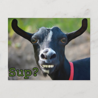 Lustigt Goat Meme Smiling Big Postcard Vykort