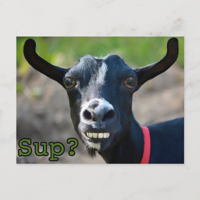 Lustigt Goat Meme Smiling Big Postcard Vykort (Framsida)