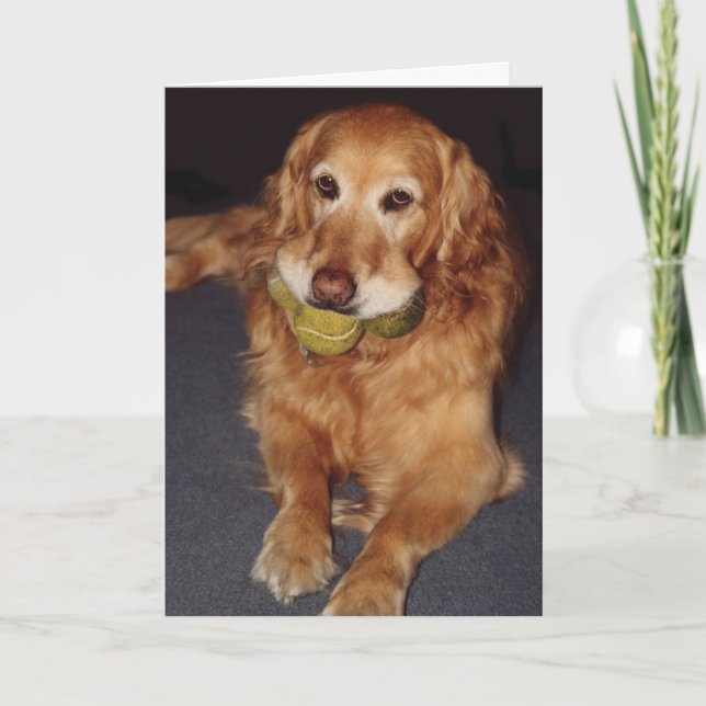 Lustigt Golden Retriever med Bollar-födelsedagskor Kort (Framsida)