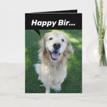 Lustigt golden Retriever uppdelat efter ekorre