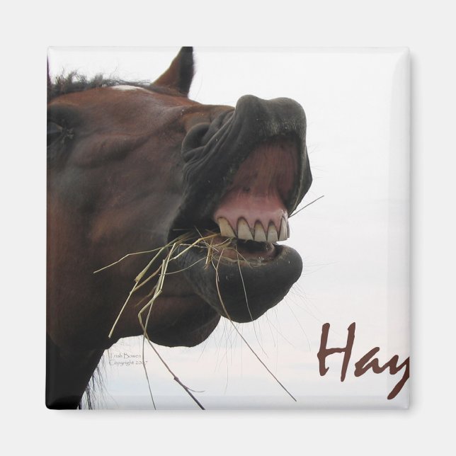 Lustigt Horse: Hay! Magnet (Framsidan)
