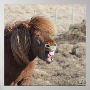 Lustigt Horse Skapar Fåniget Ansikte Poster