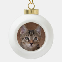 Lustigt katt