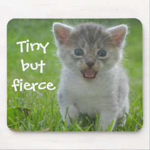 Lustigt Kitten Caption Tiny but Fierce Musmatta