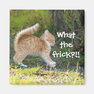 Lustigt överraskad Ginger Kitten. Vad är det? Magnet