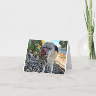 Lustigt på Pug-födelsedag Kort