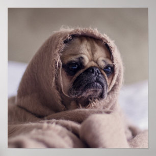 Lustigt poster av Pug Hund Close-Up