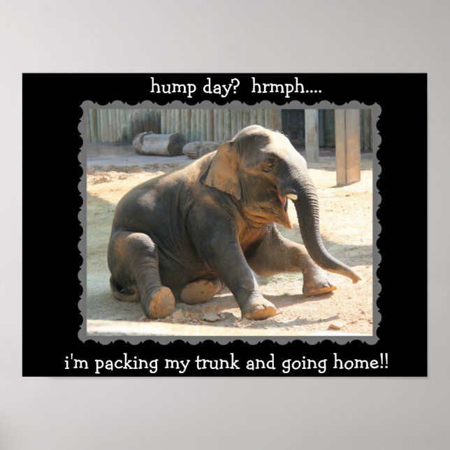 Lustigt Poster på Elephant Hump Day (Hem!!) (Framsidan)