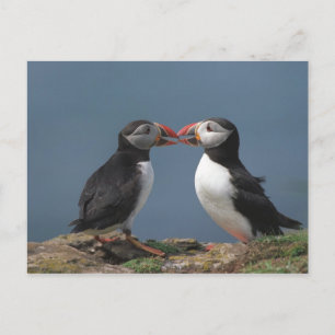 Lustigt puffins vykort