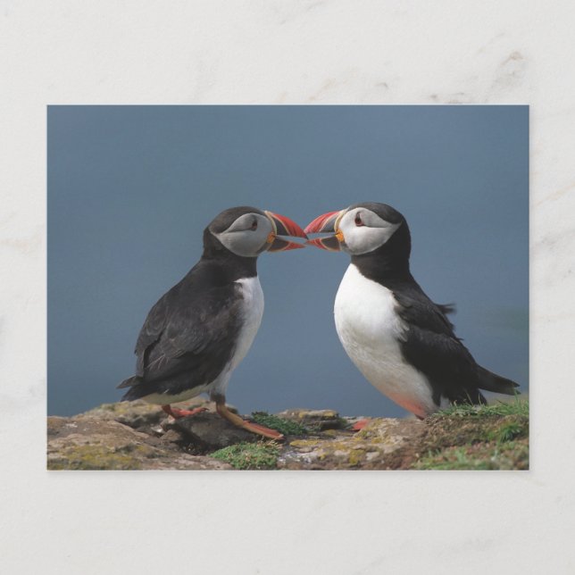 Lustigt puffins vykort (Framsida)