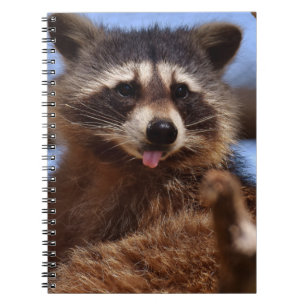 Lustigt Raccoon håller ut Tunga Anteckningsbok