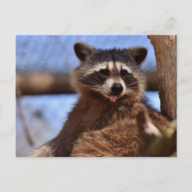 Lustigt Raccoon håller ut Tunga Vykort (Framsida)