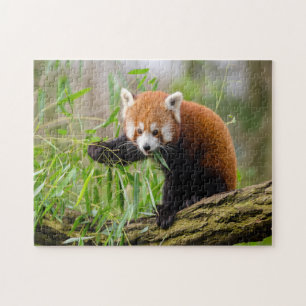 lustigt rött pandfoto pussel