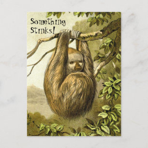 Lustigt Sloth luktar något som stinker Vykort