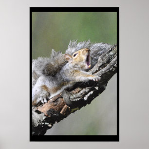 Lustigt Sömnig blanka ekorrkort Poster