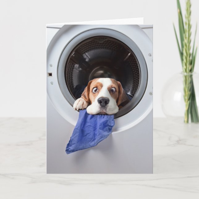 Lustigt tvättande av yr, beagle tack kort (Framsida)