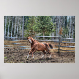 Lustigt, uppspelt jestnut Ranch Horse Equine Photo Poster