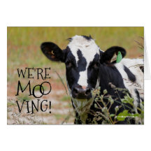 Lustigt: "Vi är Moo-ving!" Flytta Announcement Cow