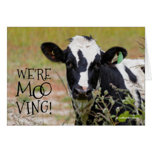Lustigt: "Vi är Moo-ving!" Flytta Announcement Cow Hälsningskort